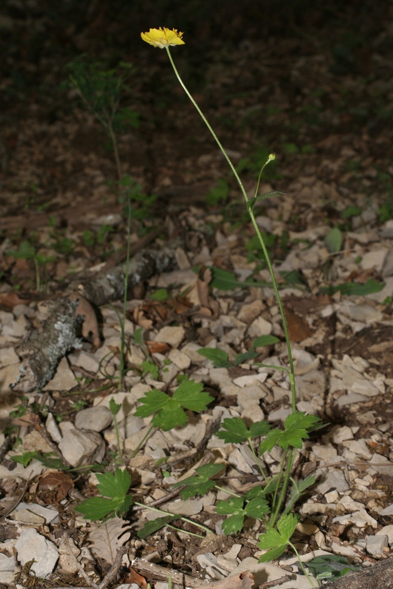 Ranunculus aduncus photo 6