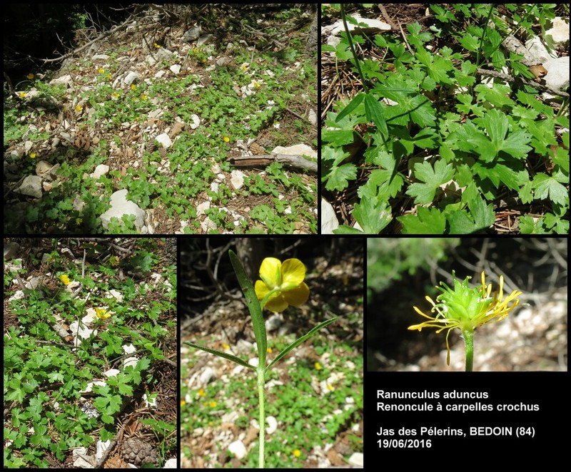 Ranunculus aduncus photo 7