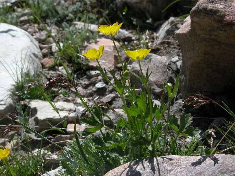 Ranunculus aduncus photo 8