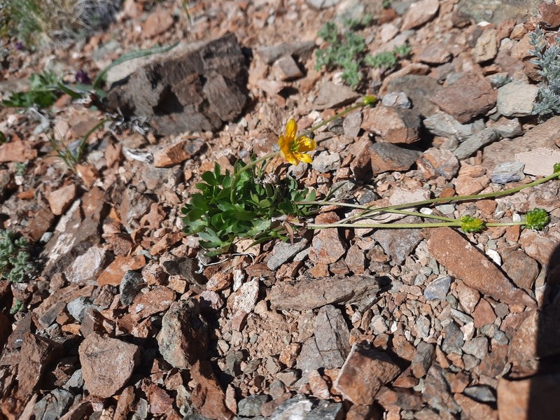 Ranunculus akkemensis