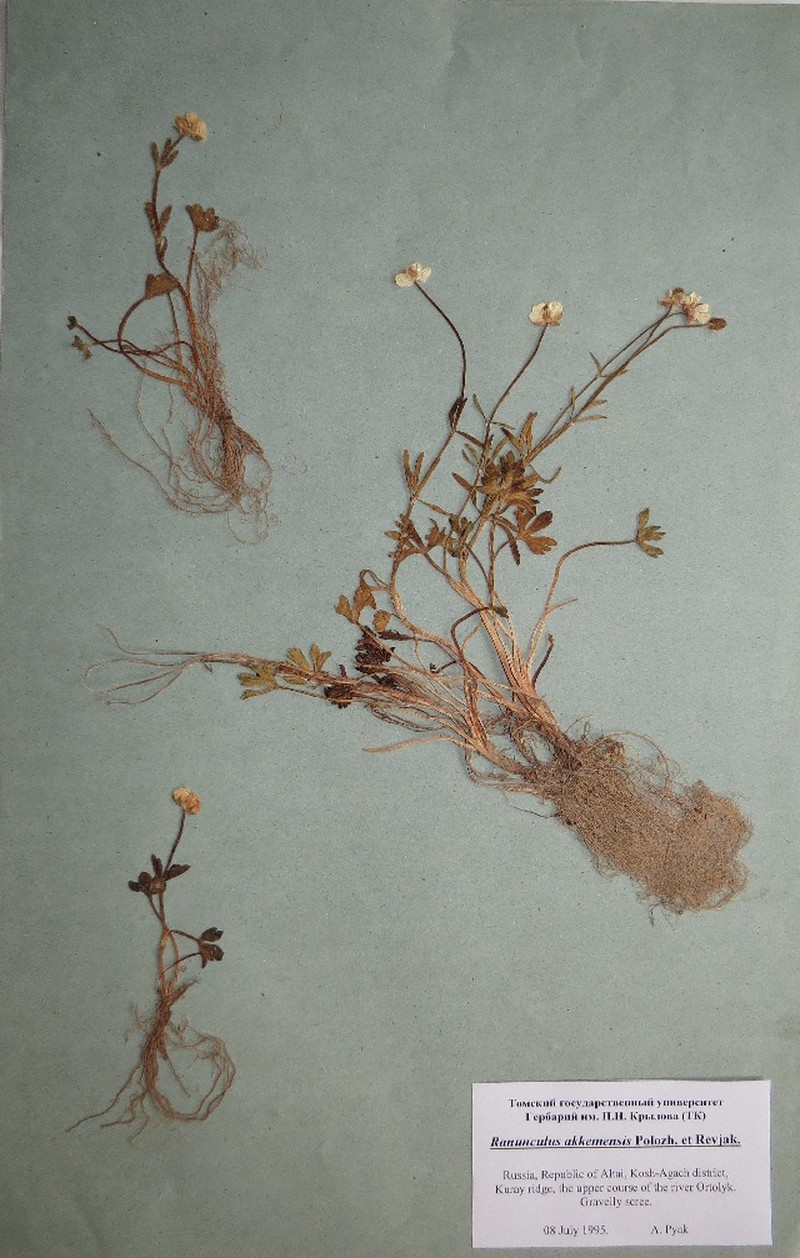 Ranunculus akkemensis photo 2