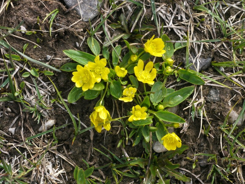 Ranunculus alaiensis