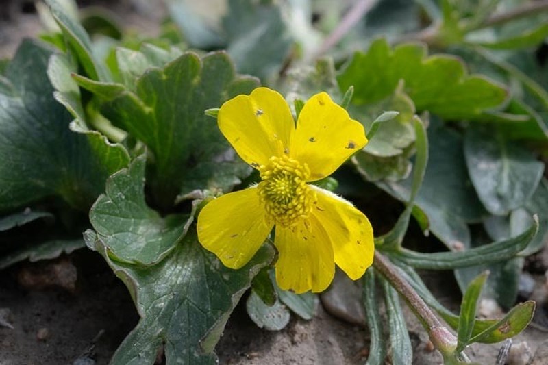 Ranunculus alaiensis photo 2