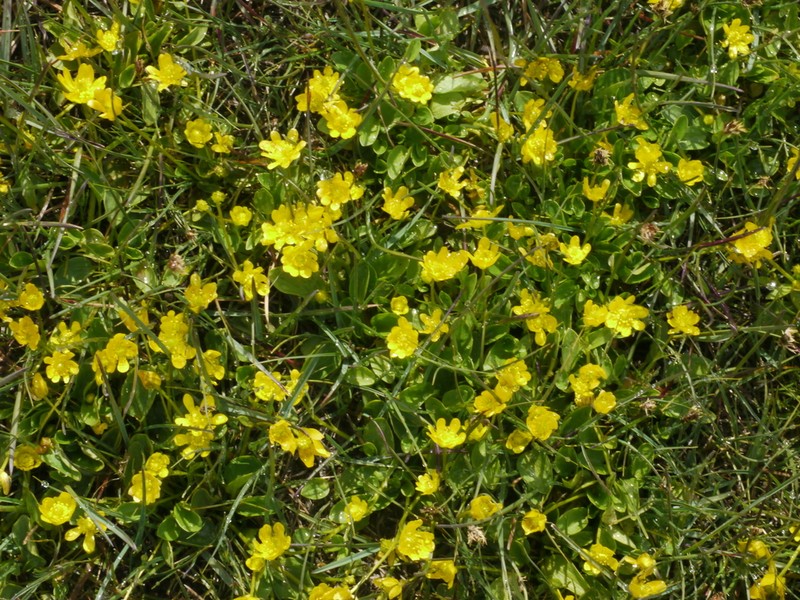 Ranunculus alaiensis photo 3