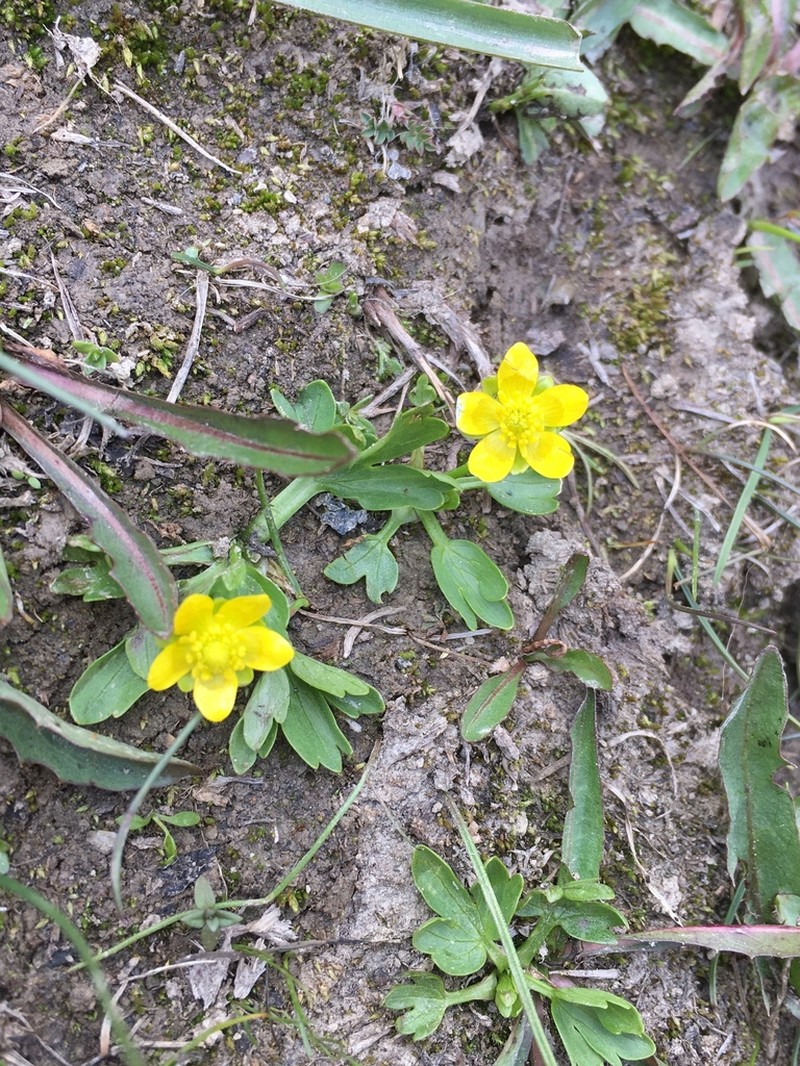 Ranunculus alaiensis photo 4