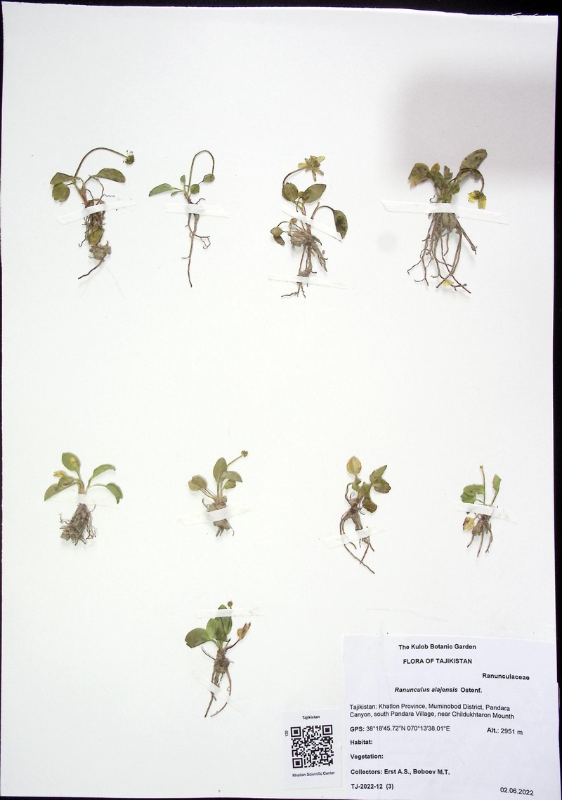 Ranunculus alaiensis photo 5