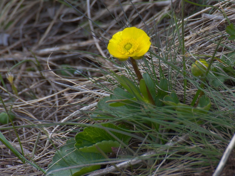 Ranunculus alberti photo 2