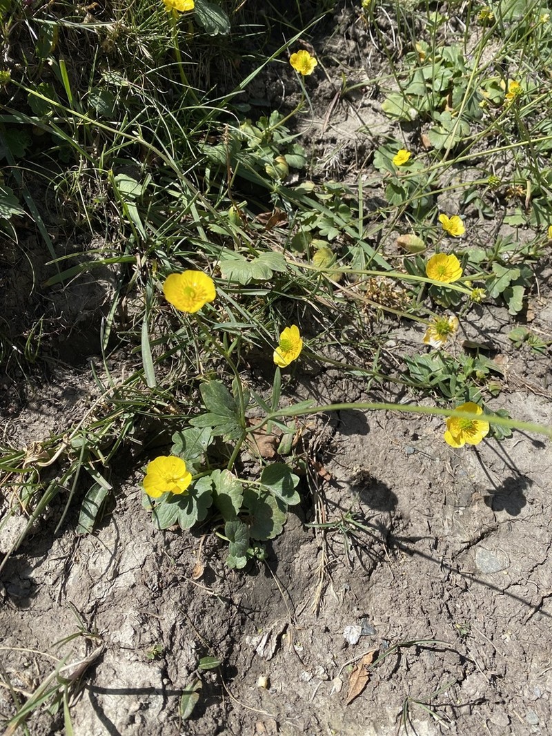 Ranunculus alberti photo 3