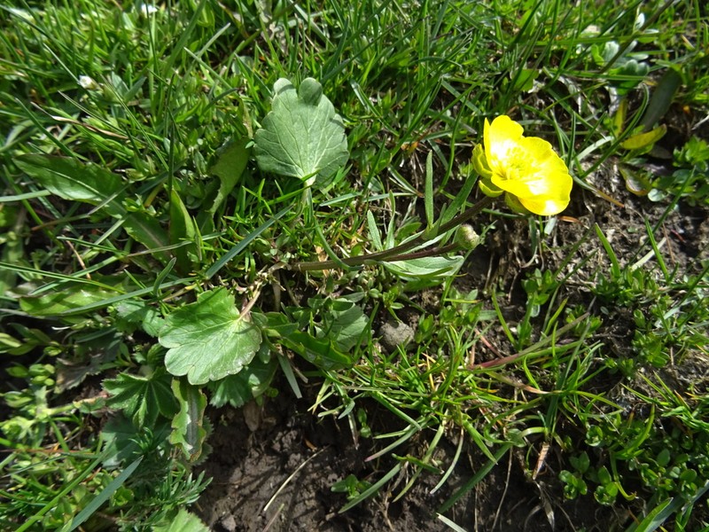 Ranunculus alberti photo 4