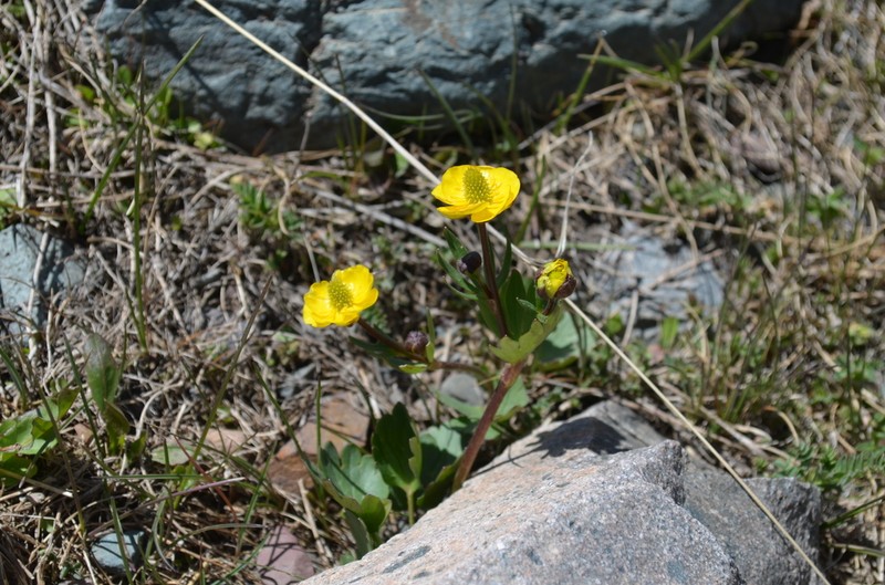 Ranunculus alberti photo 5