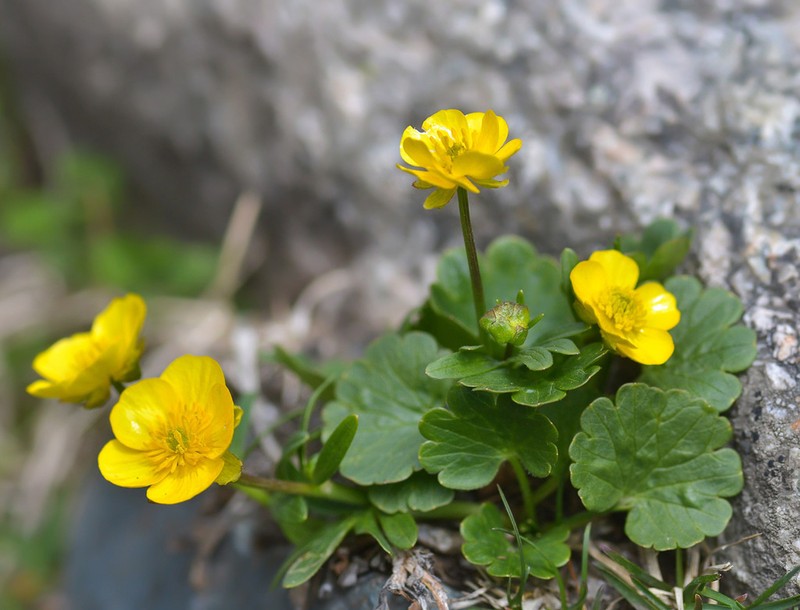 Ranunculus alberti photo 6