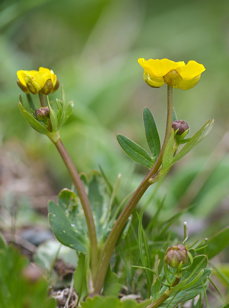 Ranunculus alberti photo 7