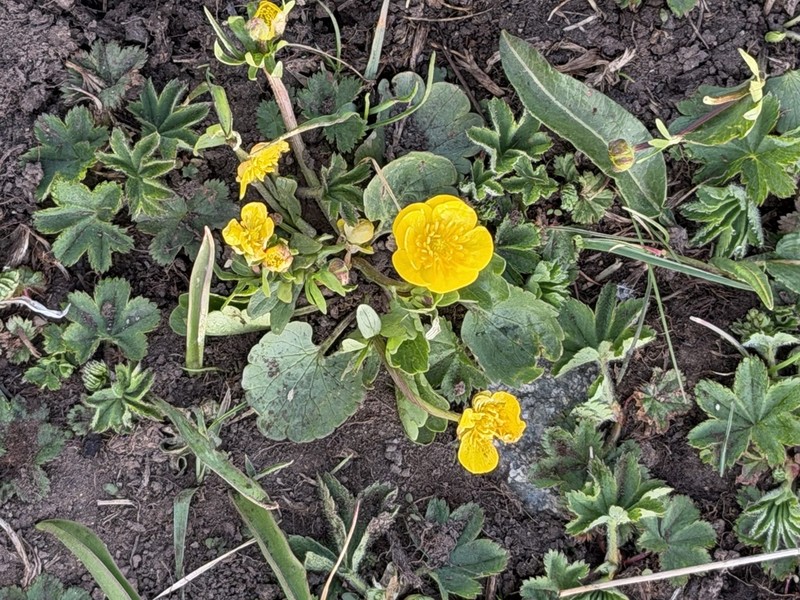 Ranunculus alberti photo 8