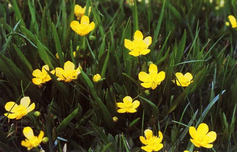 Plantainleaf Buttercup
