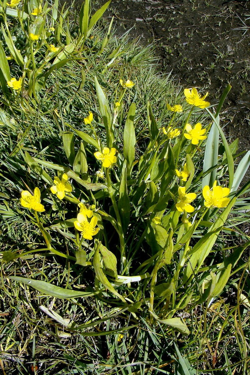Plantainleaf Buttercup photo 2