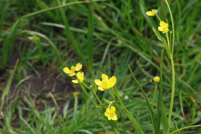 Plantainleaf Buttercup photo 3