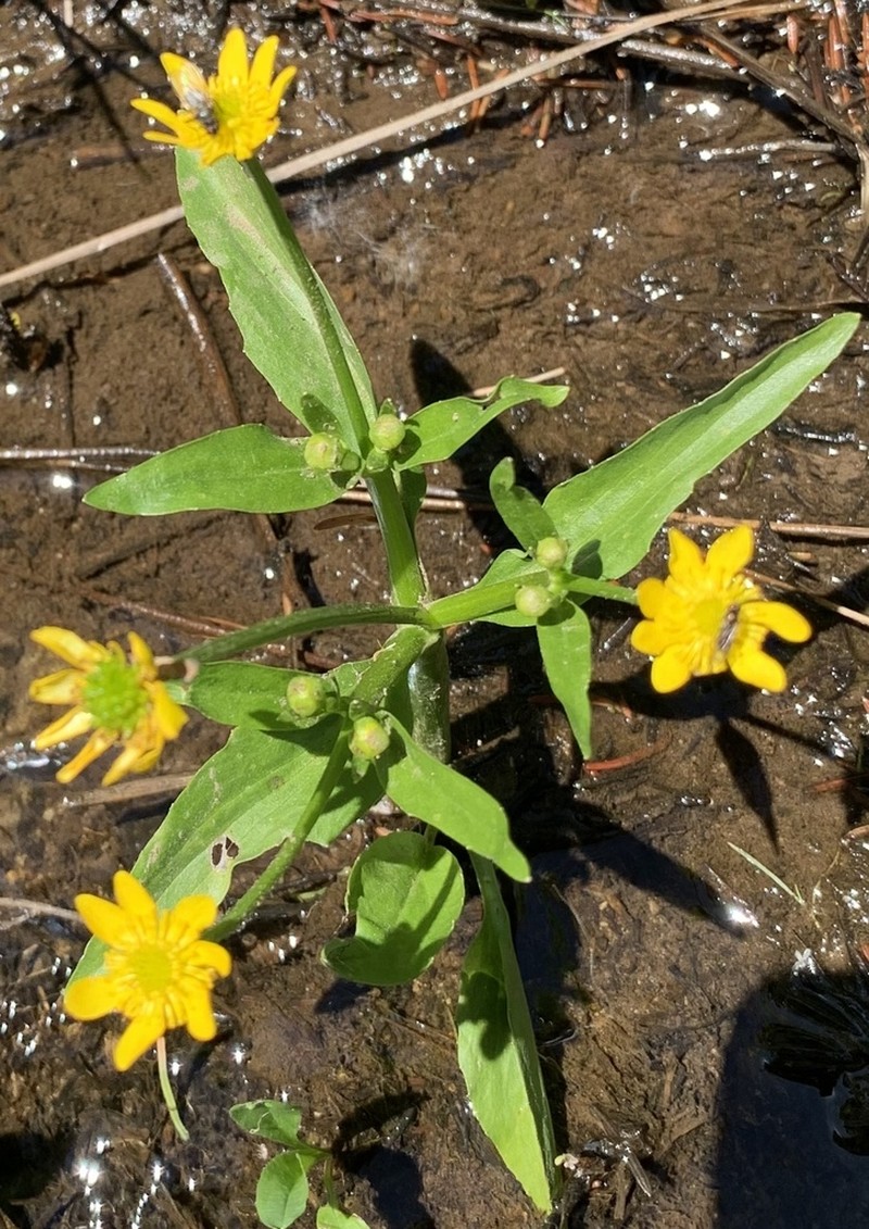 Plantainleaf Buttercup photo 4