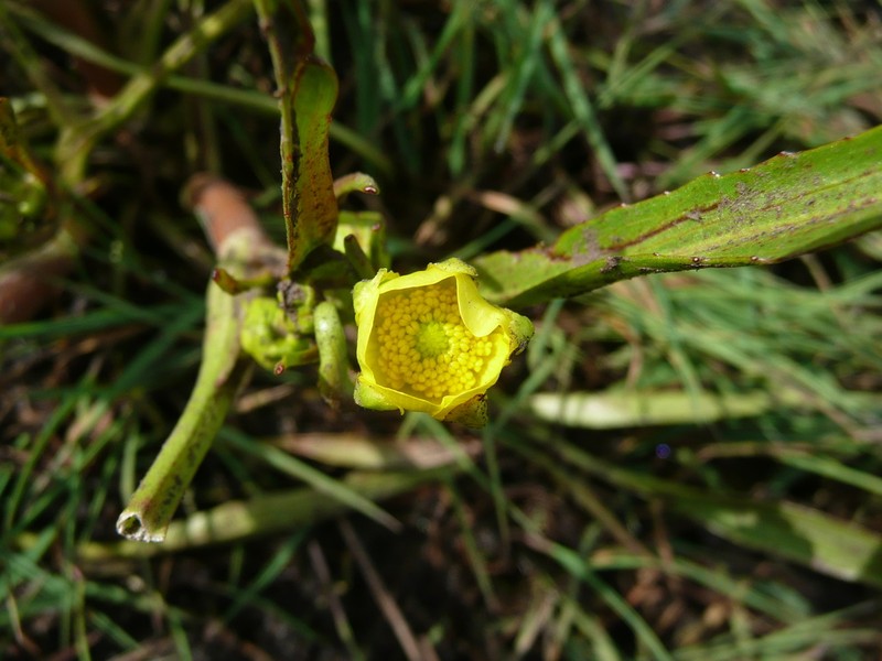 Plantainleaf Buttercup photo 5