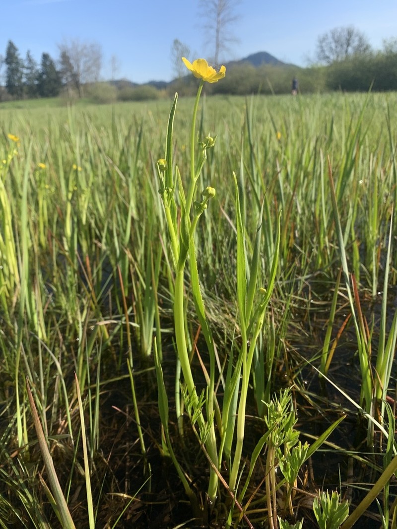 Plantainleaf Buttercup photo 6