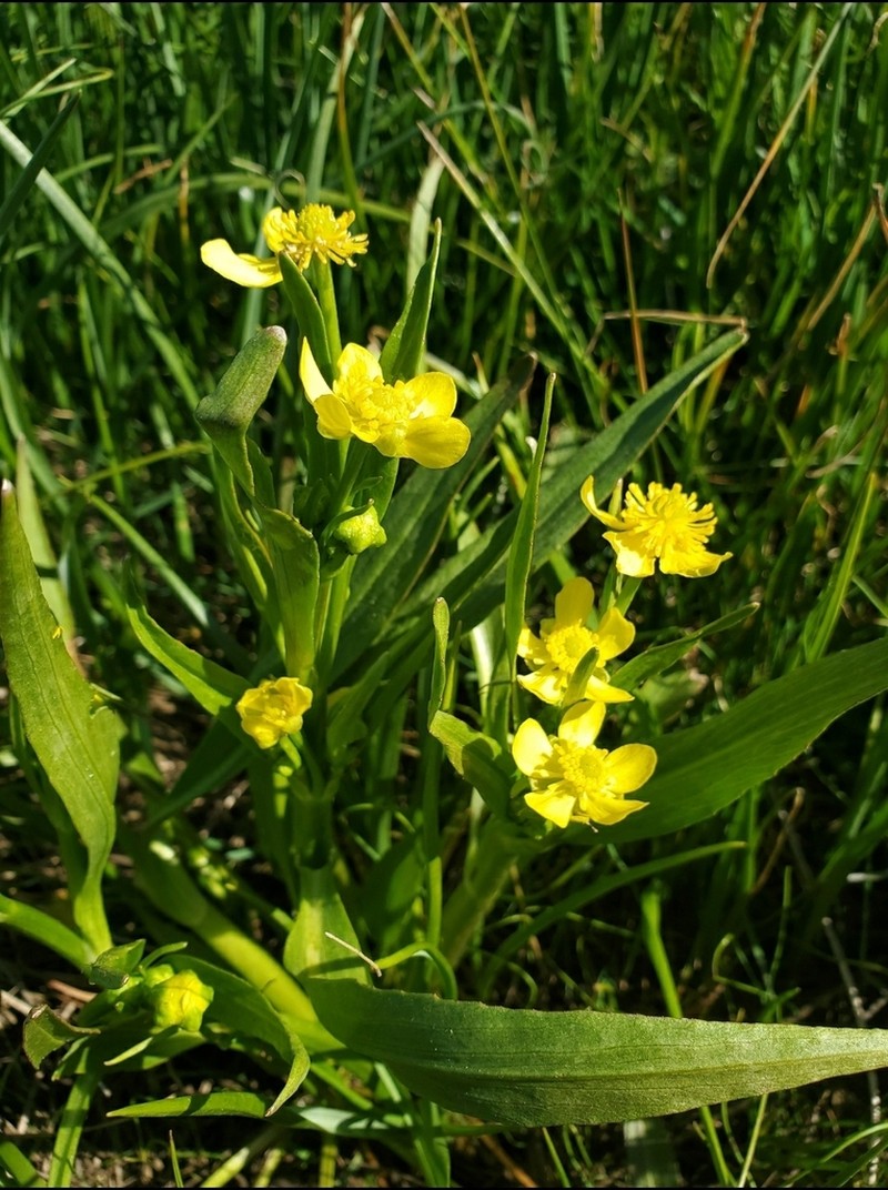 Plantainleaf Buttercup photo 7