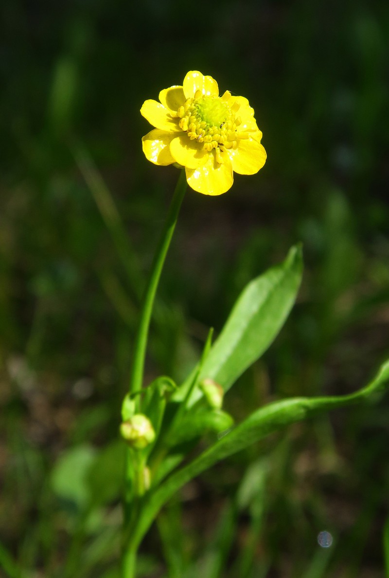Ranunculus alismifolius var. alismellus