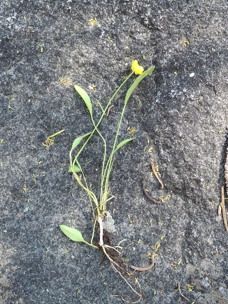 Ranunculus alismifolius var. alismellus photo 2