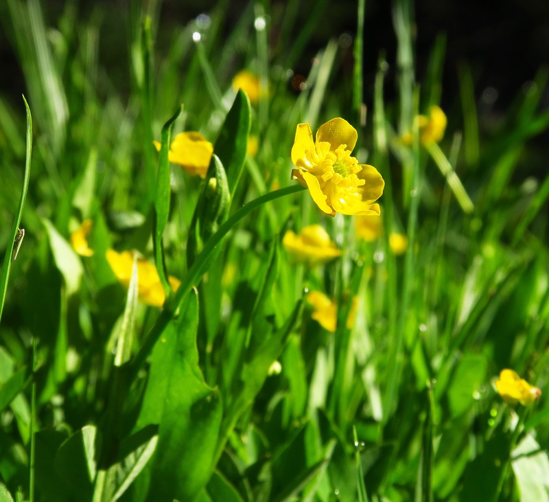 Ranunculus alismifolius var. alismellus photo 3