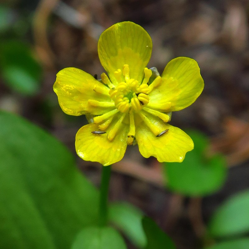 Ranunculus alismifolius var. alismellus photo 4