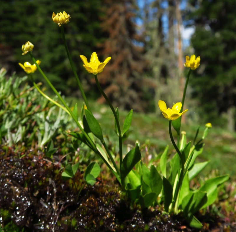 Ranunculus alismifolius var. alismellus photo 5