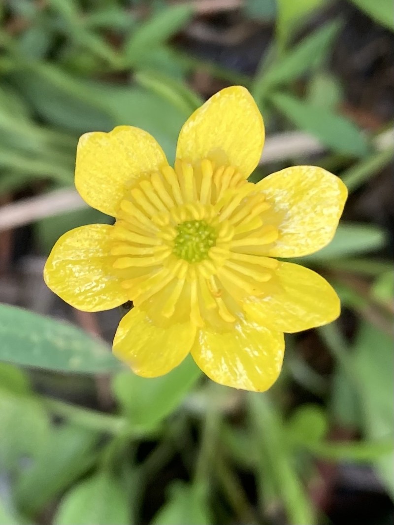 Ranunculus alismifolius var. alismellus photo 6