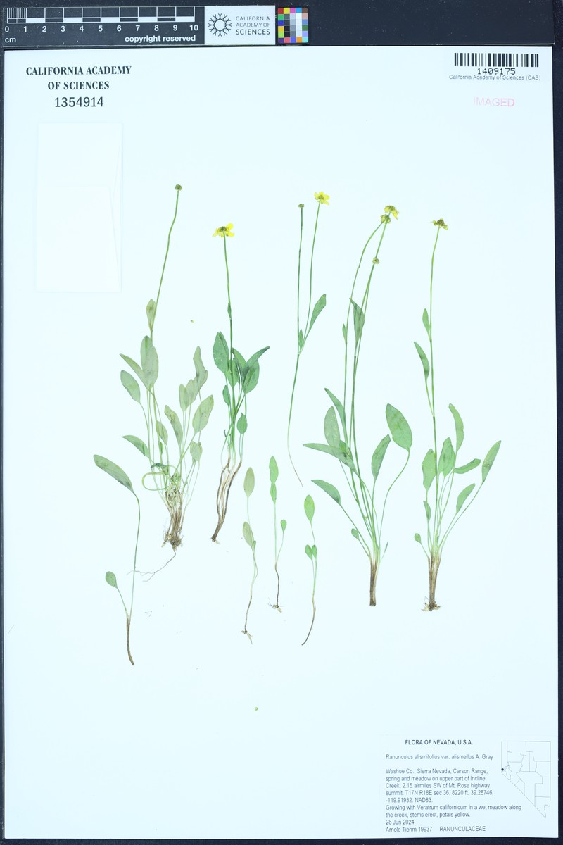 Ranunculus alismifolius var. alismellus photo 7