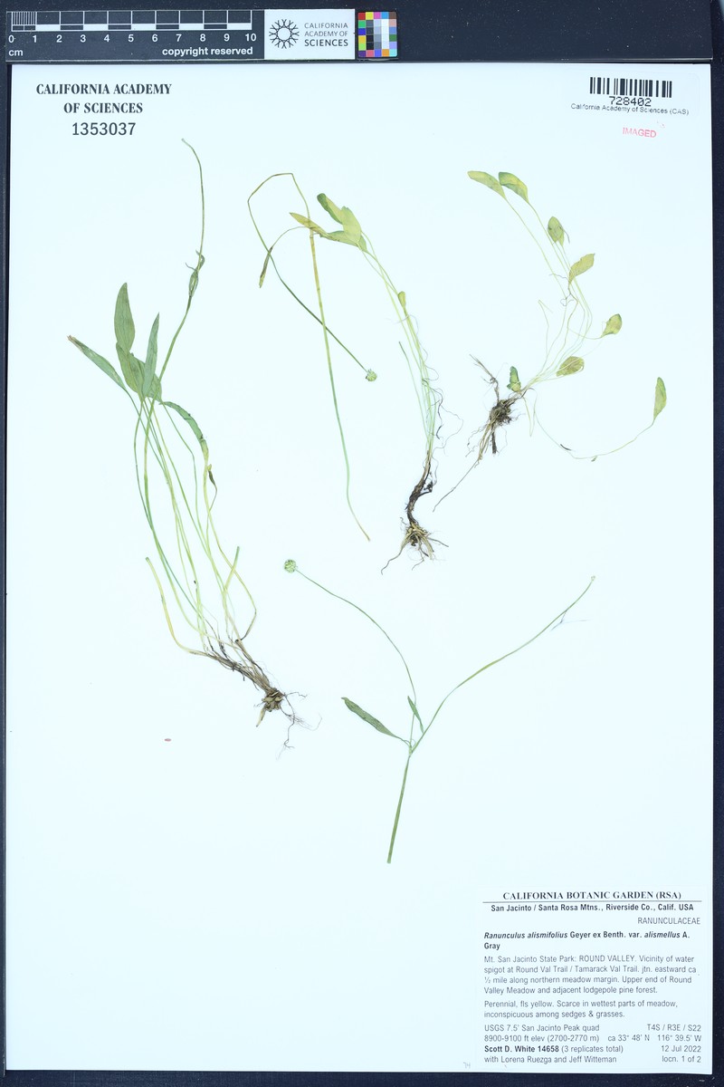 Ranunculus alismifolius var. alismellus photo 8