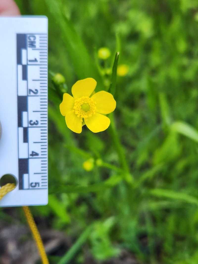 Ranunculus alismifolius var. alismifolius