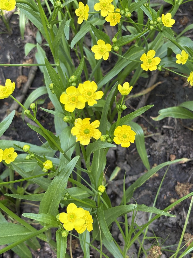 Ranunculus alismifolius var. alismifolius photo 3