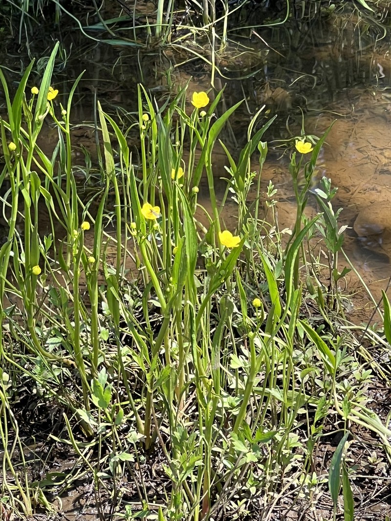 Ranunculus alismifolius var. alismifolius photo 4