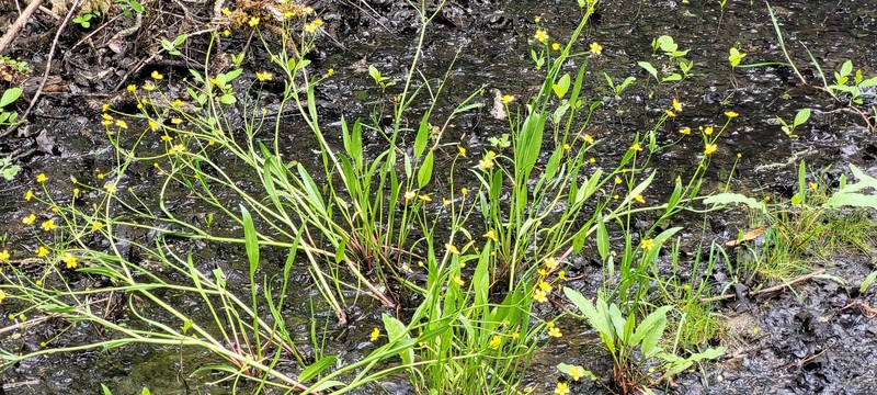 Ranunculus alismifolius var. alismifolius photo 6