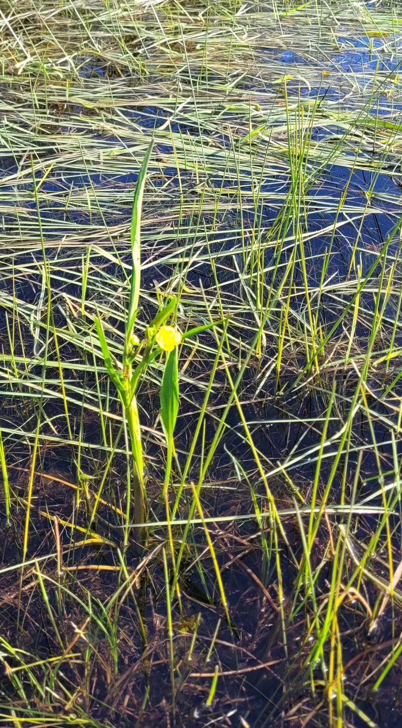 Ranunculus alismifolius var. alismifolius photo 7