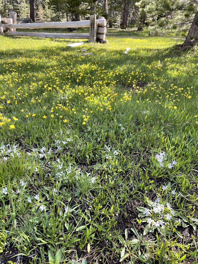 Ranunculus alismifolius var. alismifolius photo 8