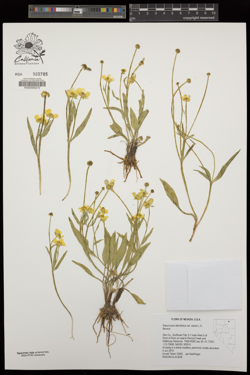 Ranunculus alismifolius var. davisii