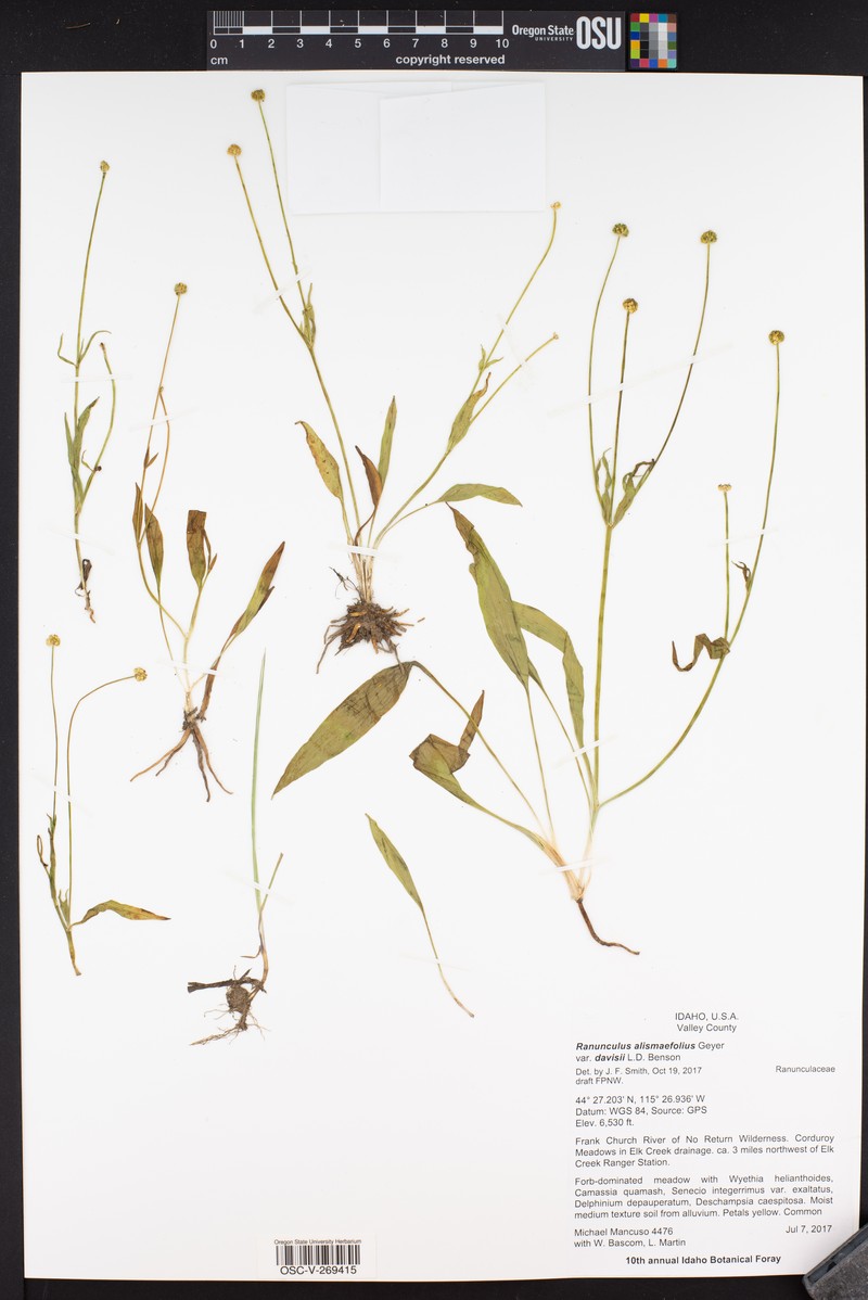 Ranunculus alismifolius var. davisii photo 2