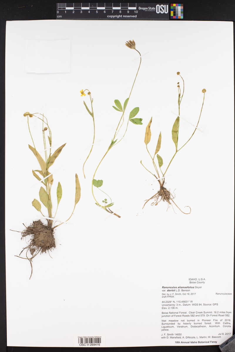 Ranunculus alismifolius var. davisii photo 3