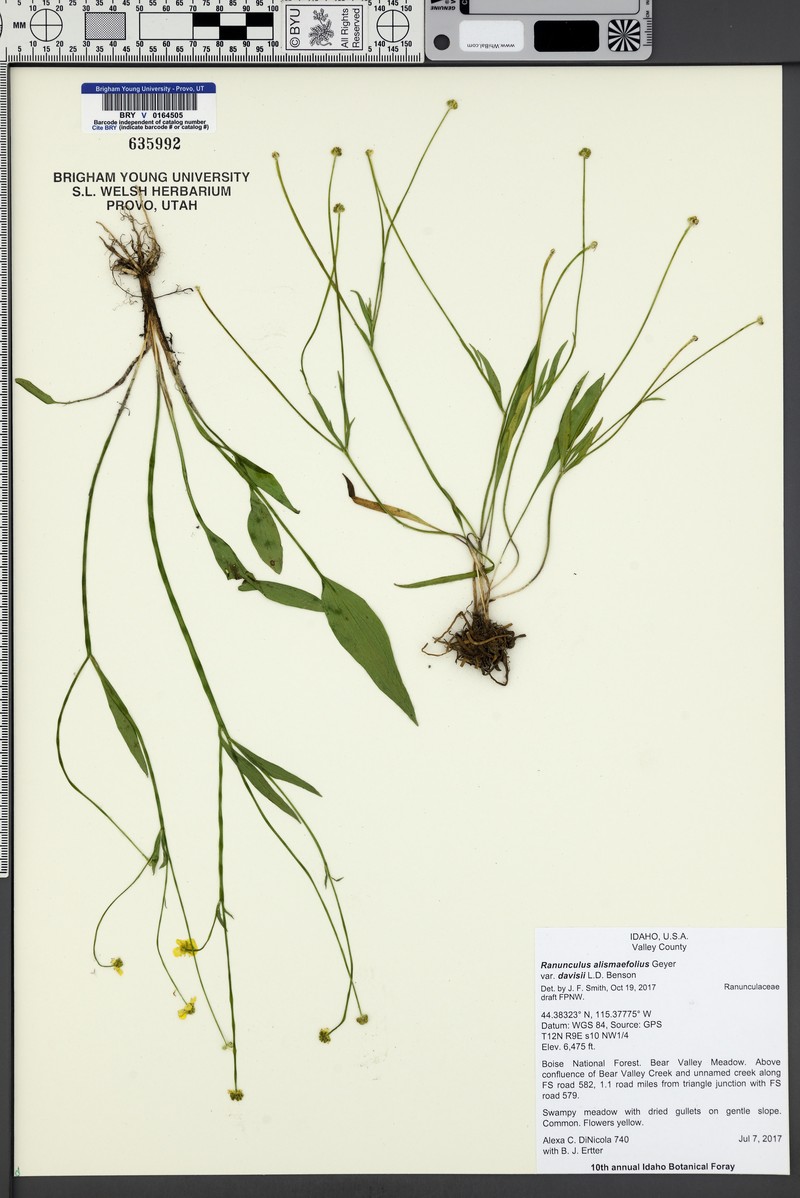 Ranunculus alismifolius var. davisii photo 4