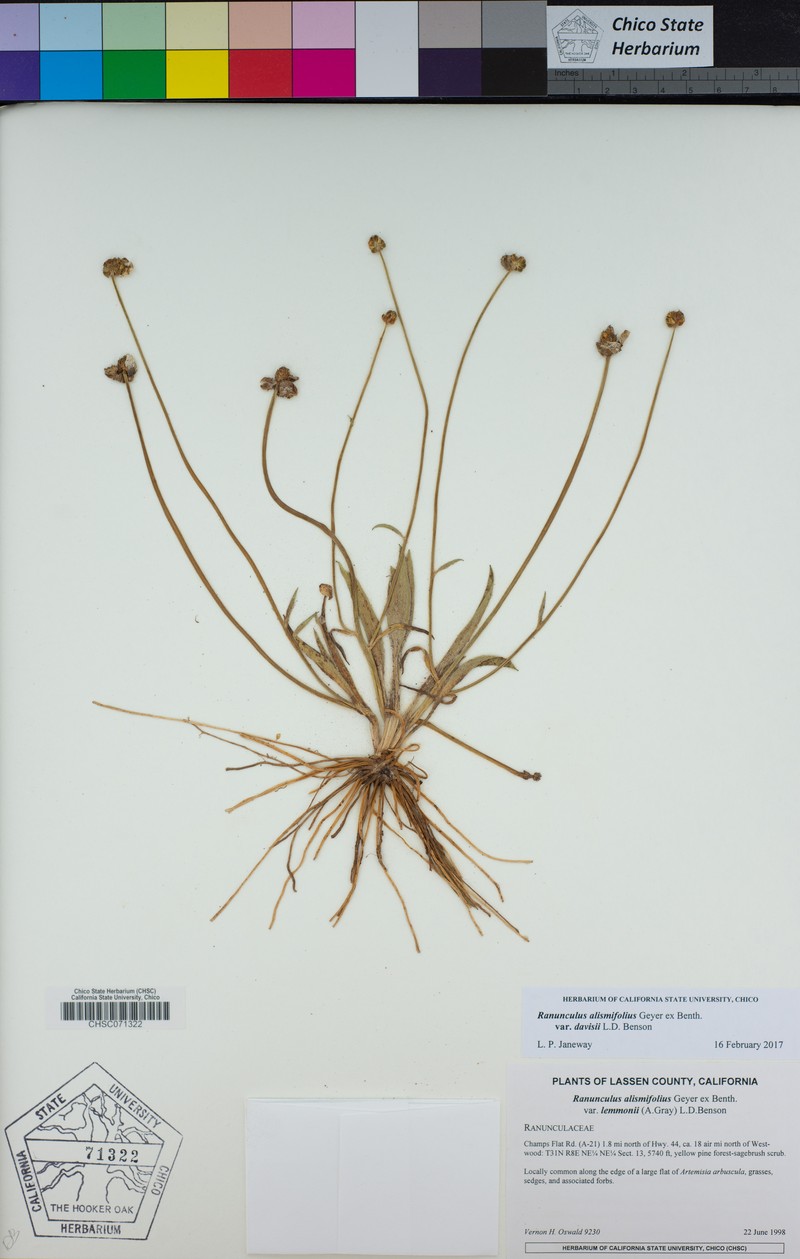 Ranunculus alismifolius var. davisii photo 5