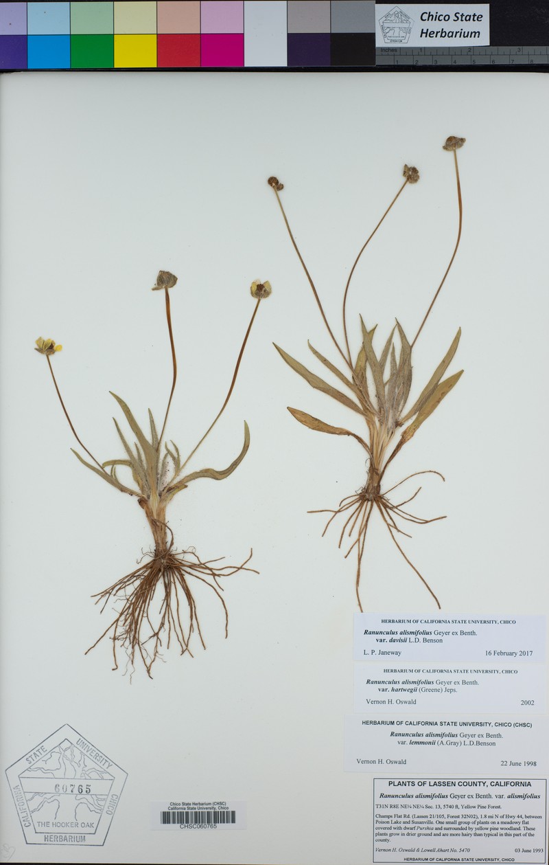 Ranunculus alismifolius var. davisii photo 6