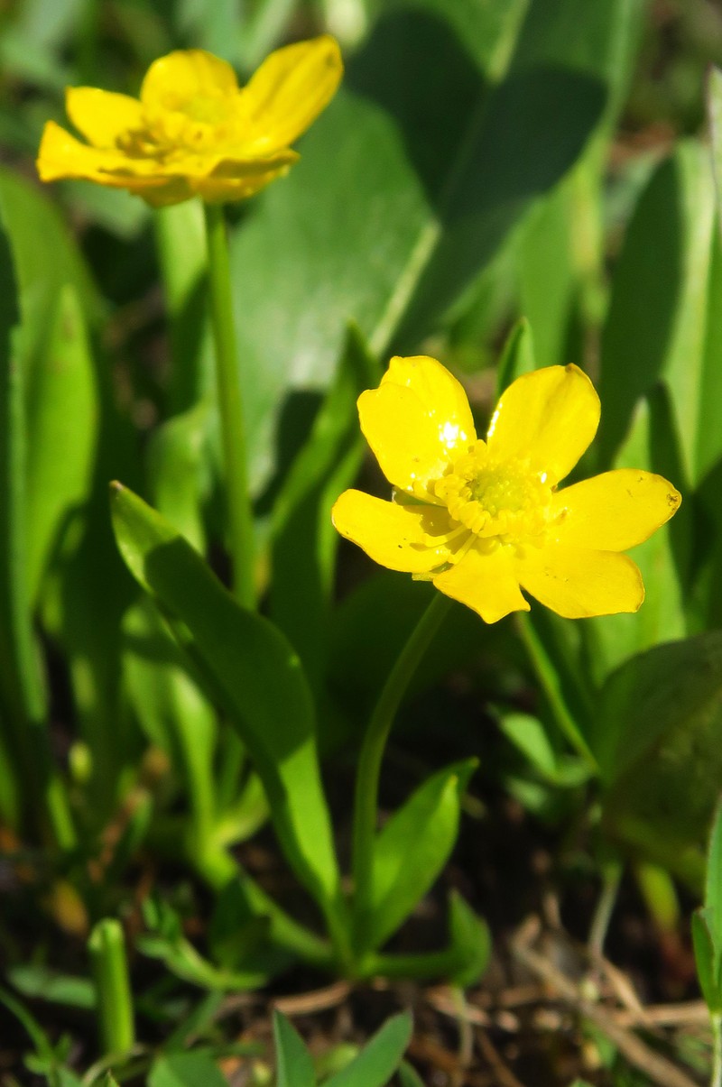 Ranunculus alismifolius var. hartwegii