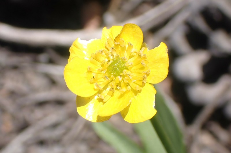 Ranunculus alismifolius var. hartwegii photo 2
