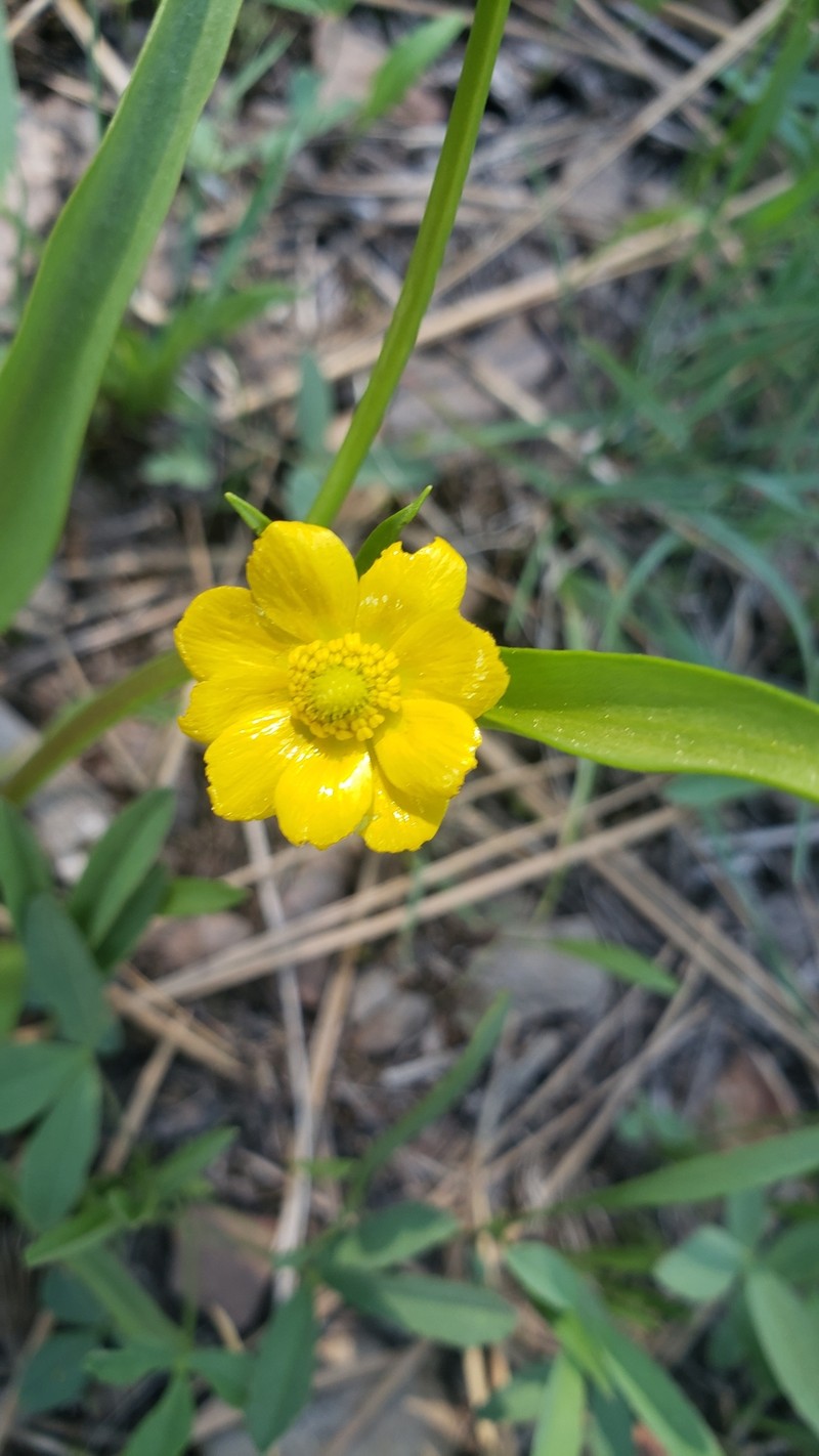 Ranunculus alismifolius var. hartwegii photo 3