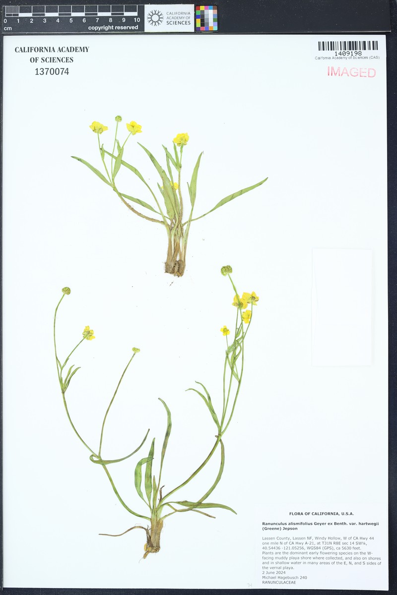 Ranunculus alismifolius var. hartwegii photo 4