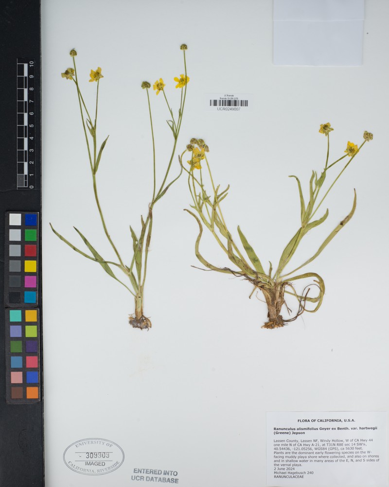 Ranunculus alismifolius var. hartwegii photo 5