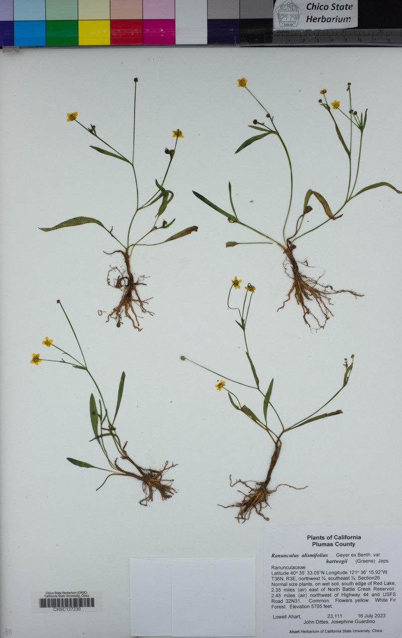 Ranunculus alismifolius var. hartwegii photo 6